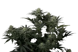 GG4 Sherbet FAST
