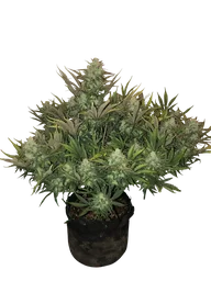 Gorilla Auto