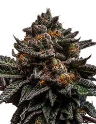 Braincake