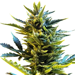 Bride Cake Auto