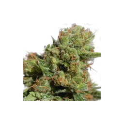 Bruce Lemon Diesel Auto