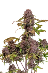 Lemon Cherry Cookies Auto