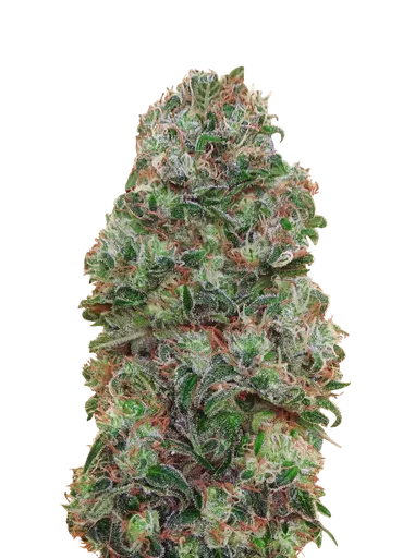 Bubble Gum