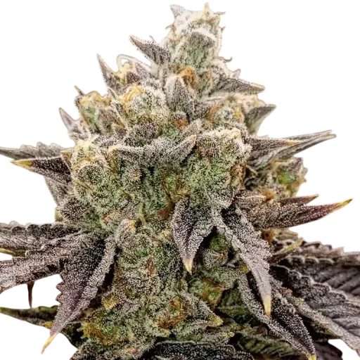 Bubble Gummy Auto