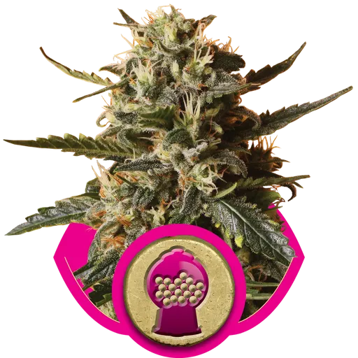 Bubblegum XL