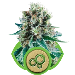 Bubble Kush Auto