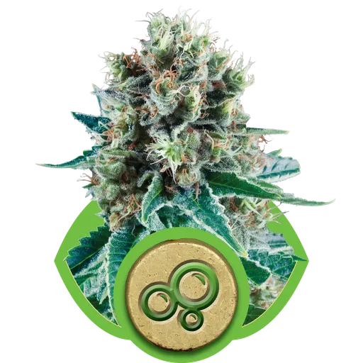 Bubble Kush
