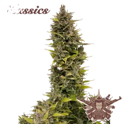 Buddha Classics AK
