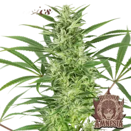 Buddha Classics Amnesia Auto