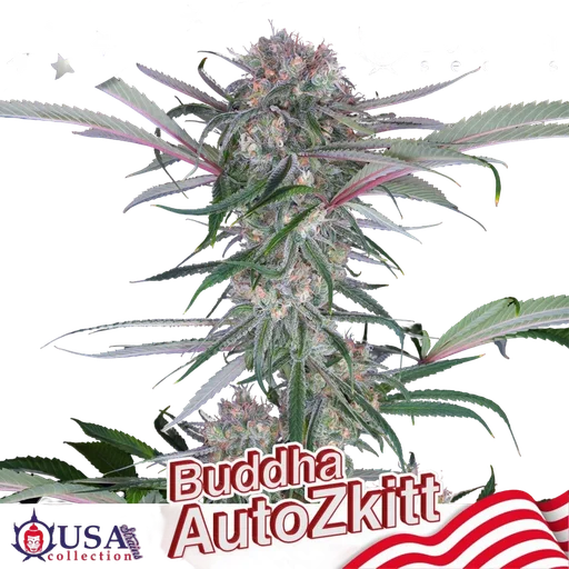 Buddha Zkittlez Auto