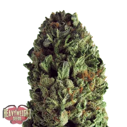 Budzilla