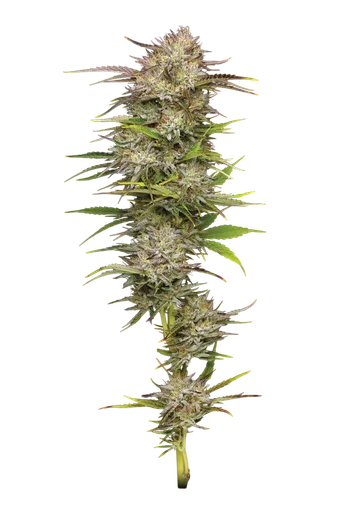 California Haze