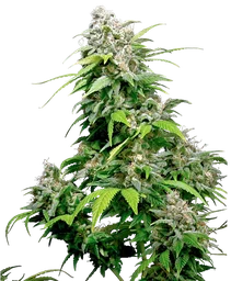 California Indica