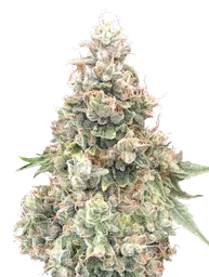California Kush FAST