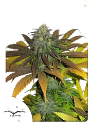 Californian Orange