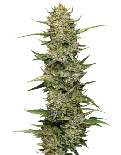 California Sour Diesel Auto