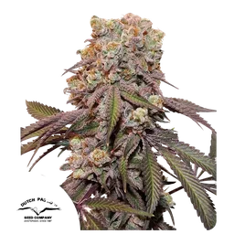 Candy Bubatz XL Auto
