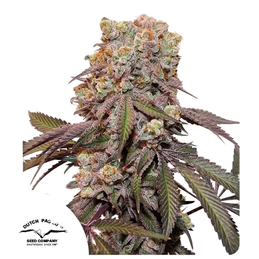 Candy Bubatz XL