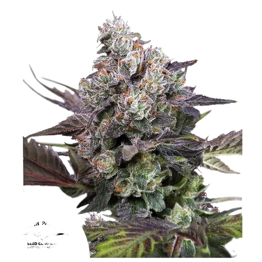 Candy Bubatz XL