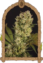 Candy Jungle Auto