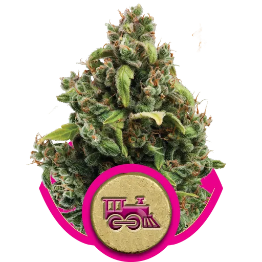 Candy Kush Express FAST