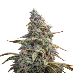 Canna-Cheese CBD 1:1 Auto