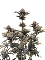 Banana Purple Punch Auto