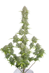 Orange Sherbet Auto