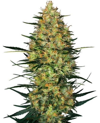 Caramellow Kush Auto