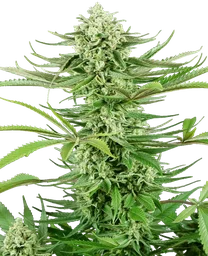 Cashew Kush
