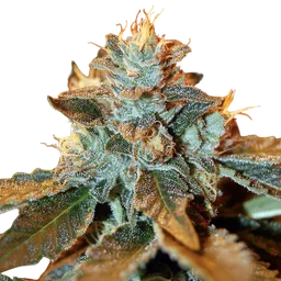 Cataract Kush