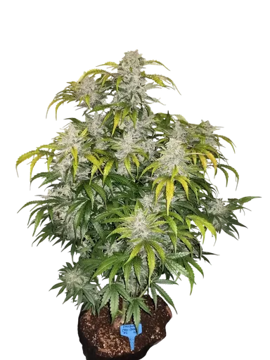 CBD 1:1 Auto
