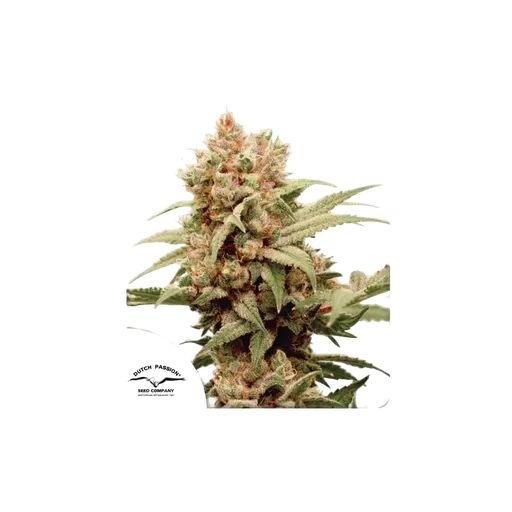 CBG-Force