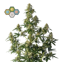 CBG Relief Auto