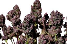 Purple Haze Auto