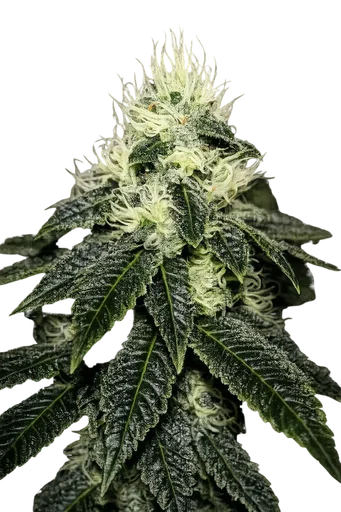 Chem 91