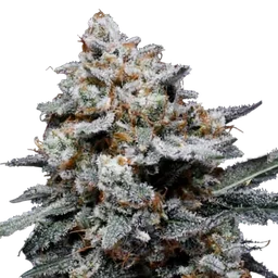CheMACal Romance Auto