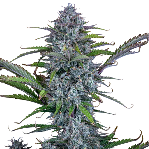 Chemdogging Auto
