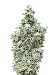 Cherry Pie Auto