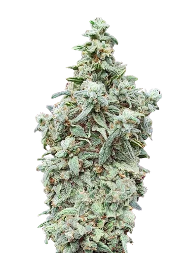 Cherry Pie Auto