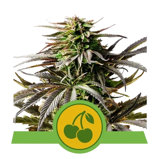 Cherry Pie