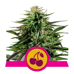 Cherry Pie