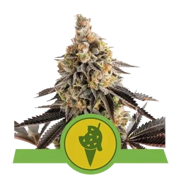 Cookies Gelato Auto