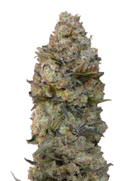 Chocolate Skunk