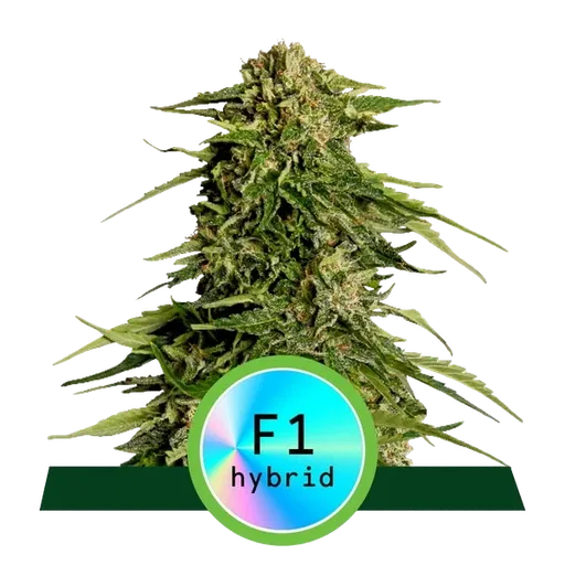 Epsilon F1 Auto