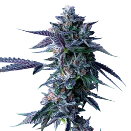 Chocolope