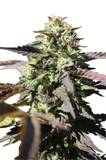 Chunkadelic Auto