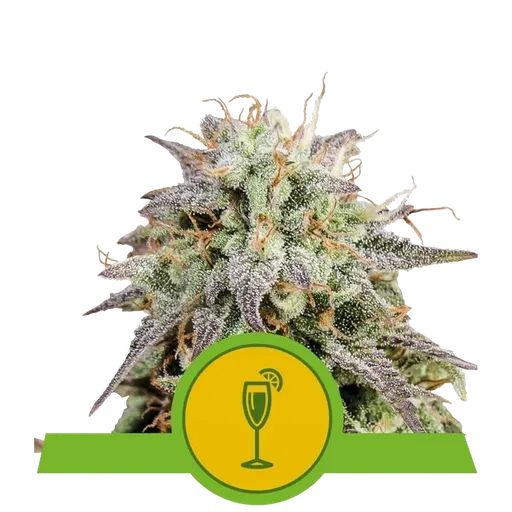Mimosa