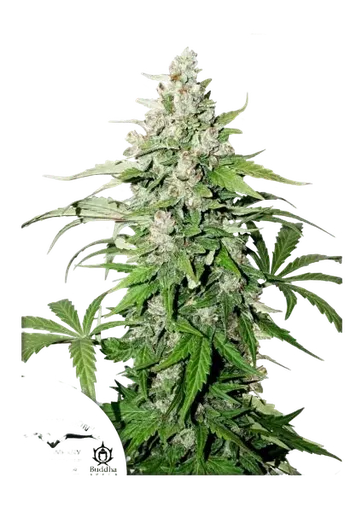 Cinderella Jack Auto