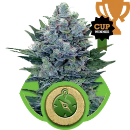 Northern Light Auto